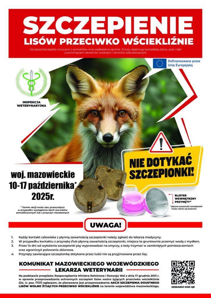 Mazowieckie: Akcja szczepienia lisów. "Nie dotykaj kapsułki"