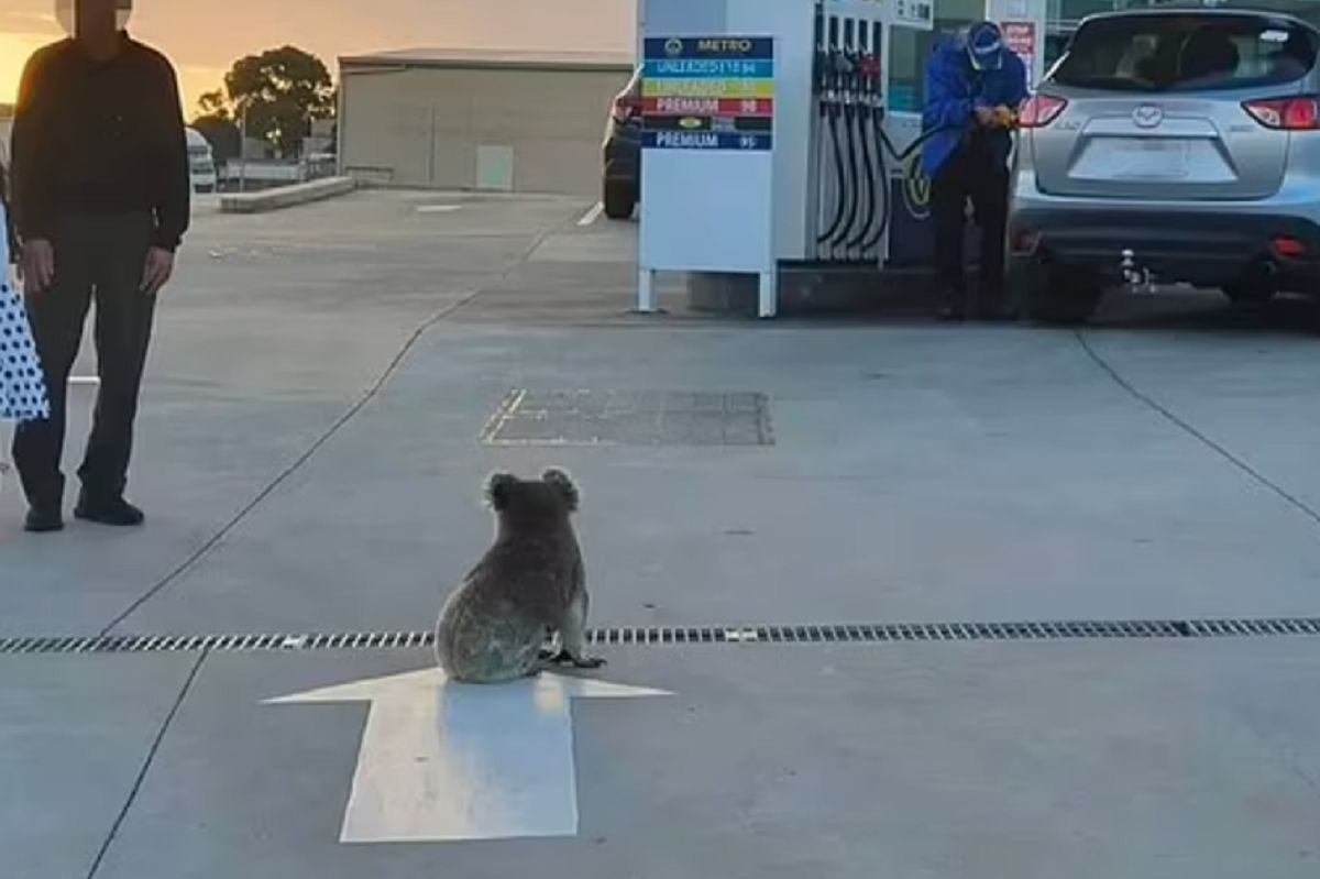 Viral koala photo at gas station triggers environmental alarm, highlights grim reality of deforestation