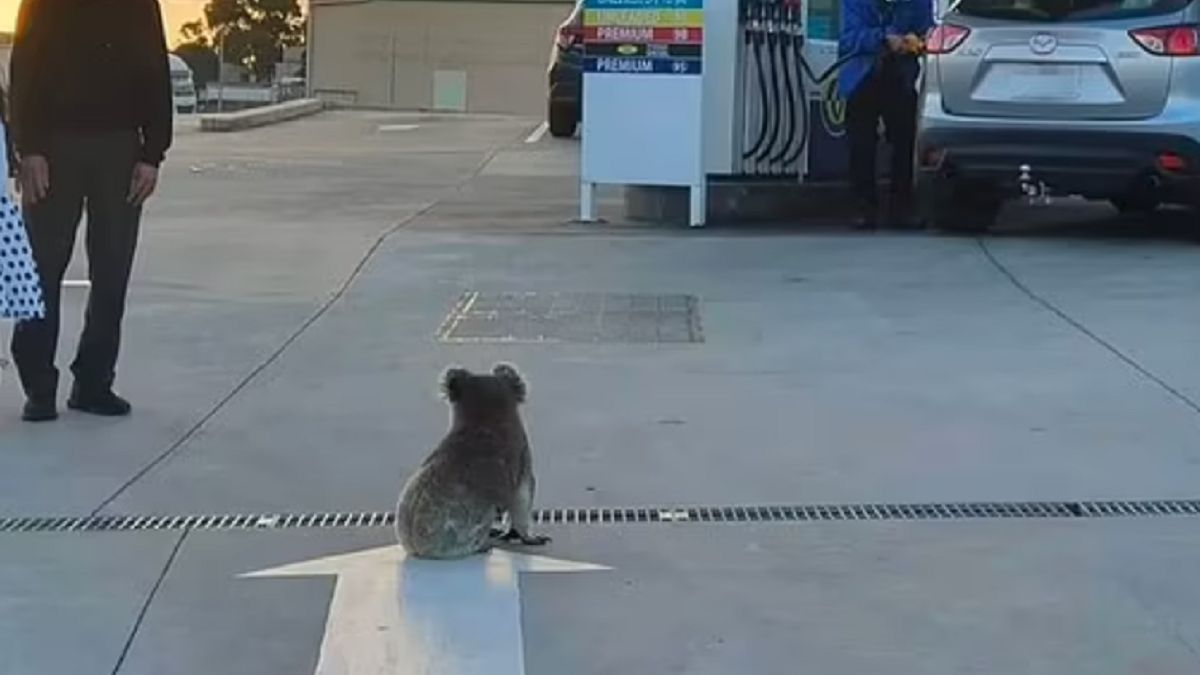 To zdjęcie stało się viralem. 