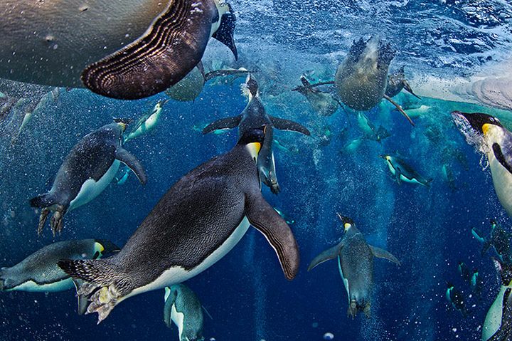 Wielokrotnie nagradzane zdjęcie pingwinów cesarskich © Paul Nicklen