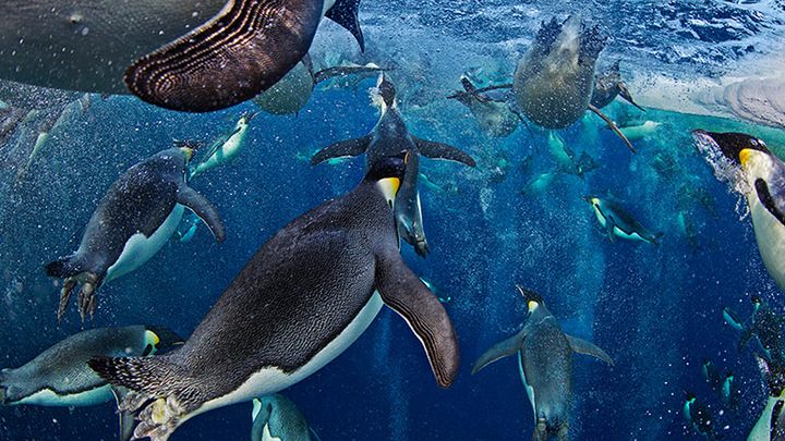 Marsz pingwinów, oko w oko z morsem – fotografie Paula Nicklena [inspiracja] 1