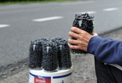 Zbieracze jagód załamują ręce. "Nie będę miał na czym zarabiać"