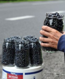 Zbieracze jagód załamują ręce. "Nie będę miał na czym zarabiać"