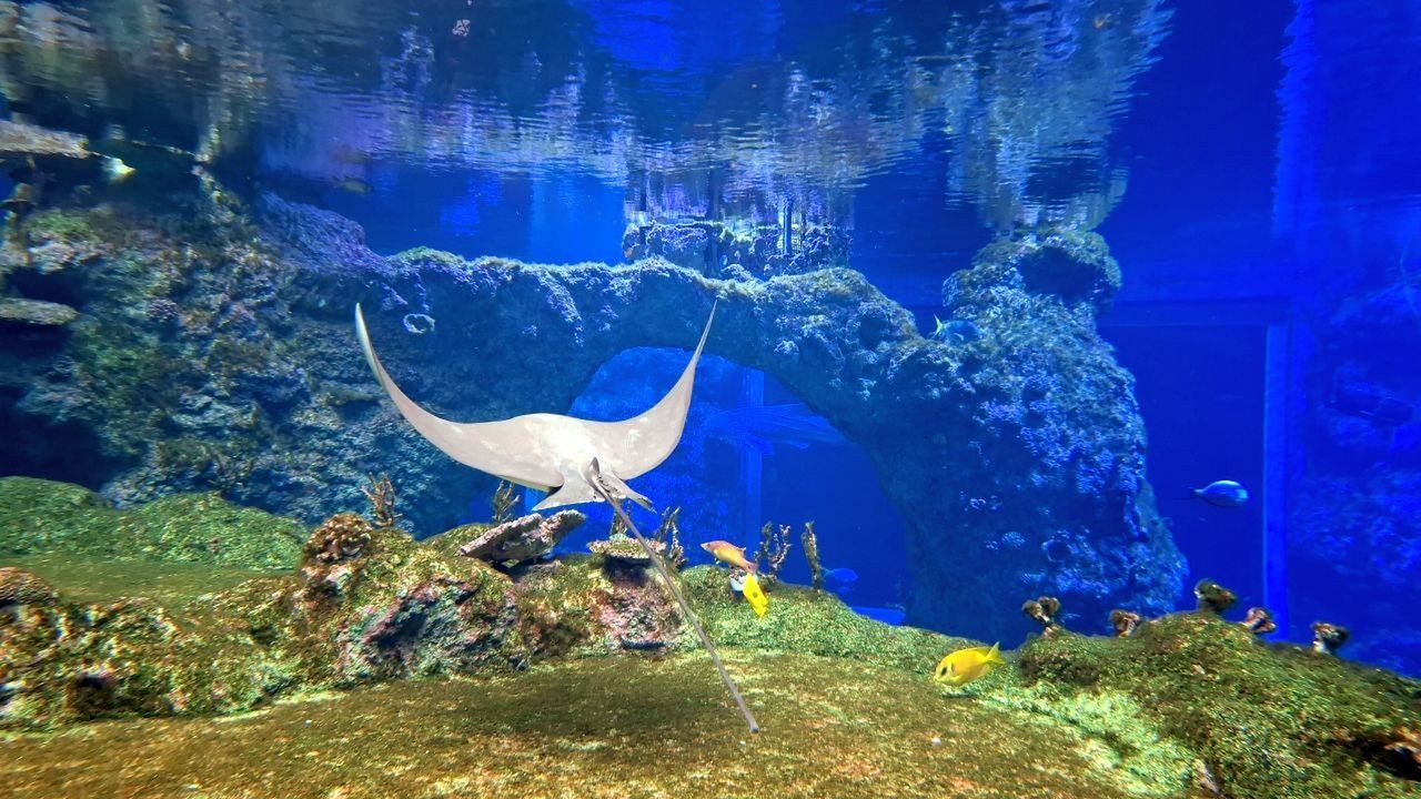 Afrykarium we Wrocławiu to doskonały pomysł na rodzinny wypad poza miasto. Tu jest pięknie i ciepło! Idealnie na jesień (ZDJĘCIA)