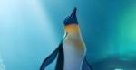 ''Happy Feet 2'': relacja z polskiej przedpremiery [wideo]