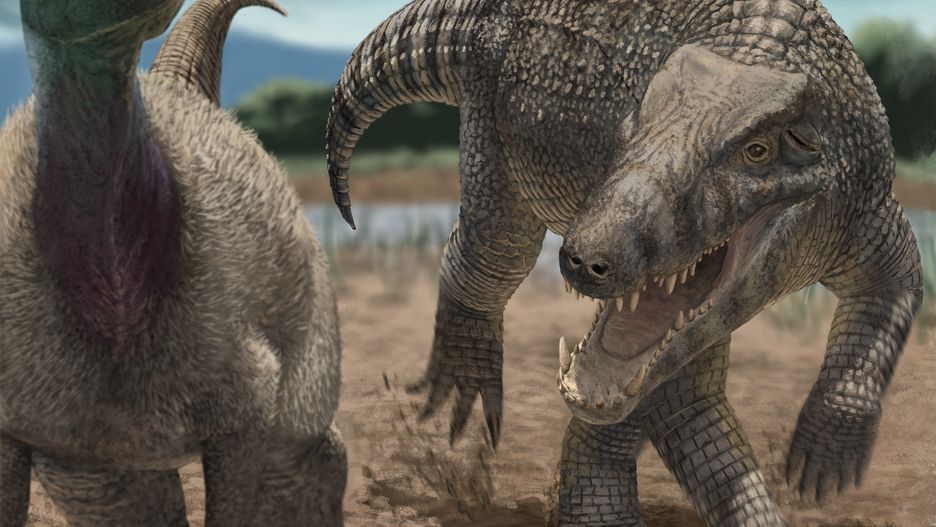 Kostensuchus goniący Isasicursora