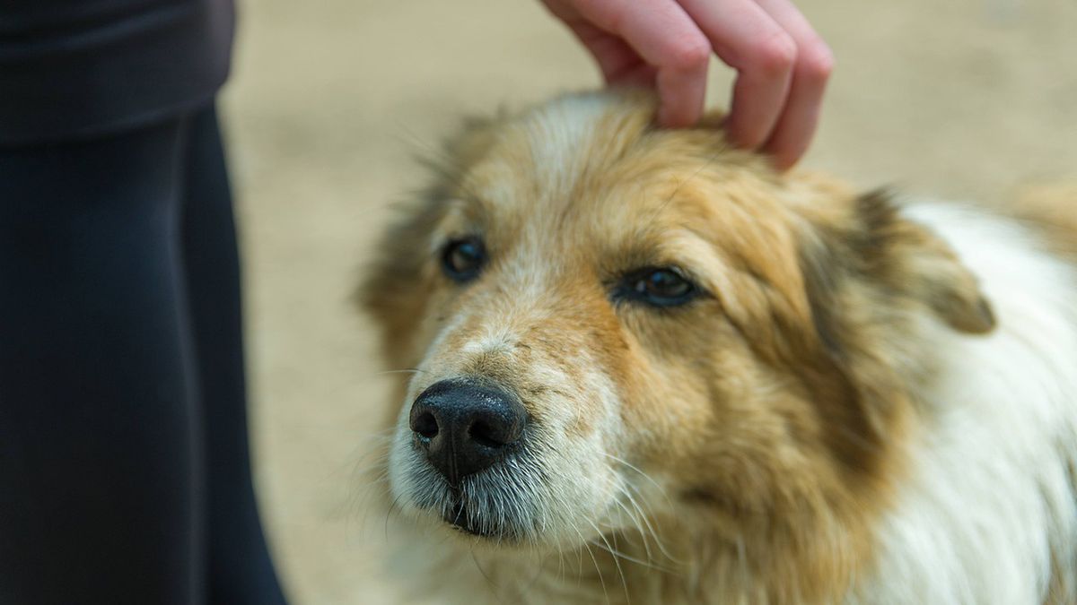 Kobieta szukała właścicieli dla psa, którego rzekomo znalazła
