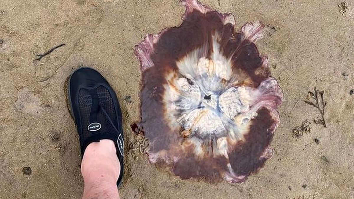 Brytyjczyk sfotografował niecodzienne znalezisko na piasku