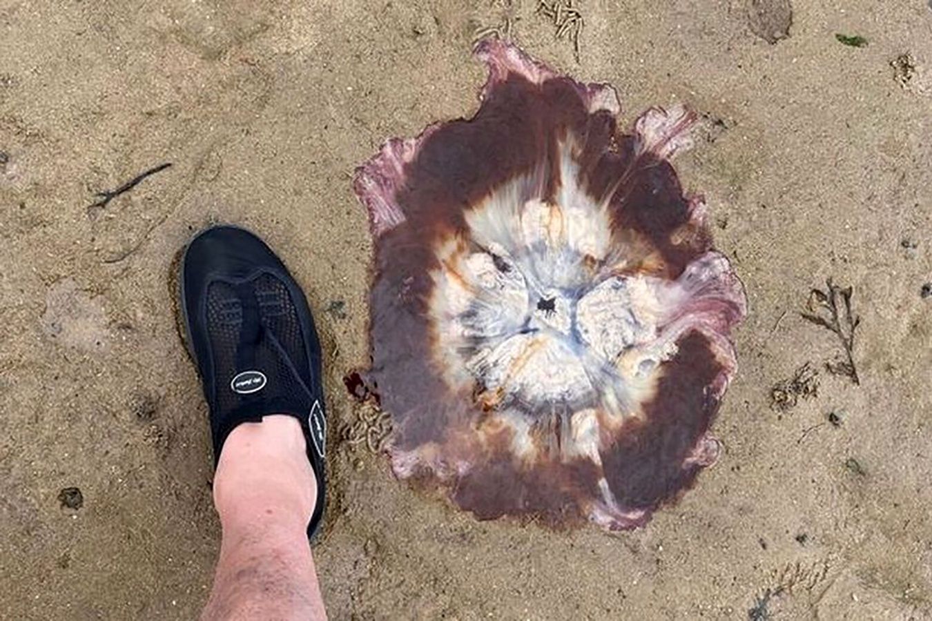 El mar de Gales la llevó a tierra.  Cogí el teléfono – o2