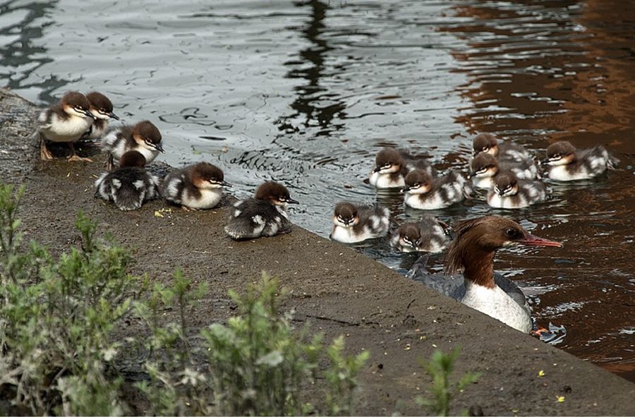 Goosanders bring traffic to a halt in Warsaw again, becoming a new tradition
