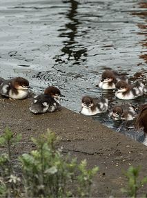 Goosanders bring traffic to a halt in Warsaw again, becoming a new tradition