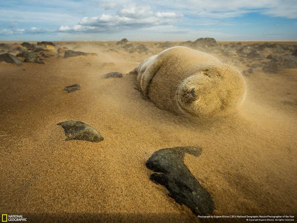 Fotografie natury, która nie przestaje zachwycać. Oto finałowe prace konkursu National Geographic Nature Photographer of the Year 2016 21
