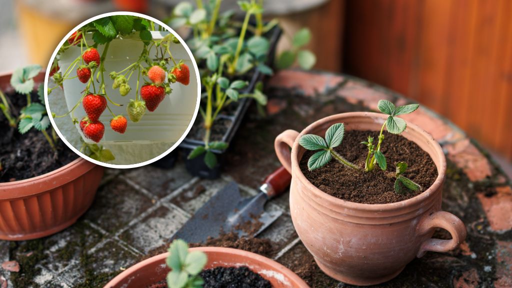 Kiedy sadzić truskawki w doniczkach?