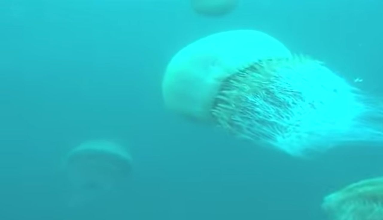 Jad olbrzymiej meduzy ma bardzo złożony skład. Naukowcy nie do końca wiedzą, jak zabija
