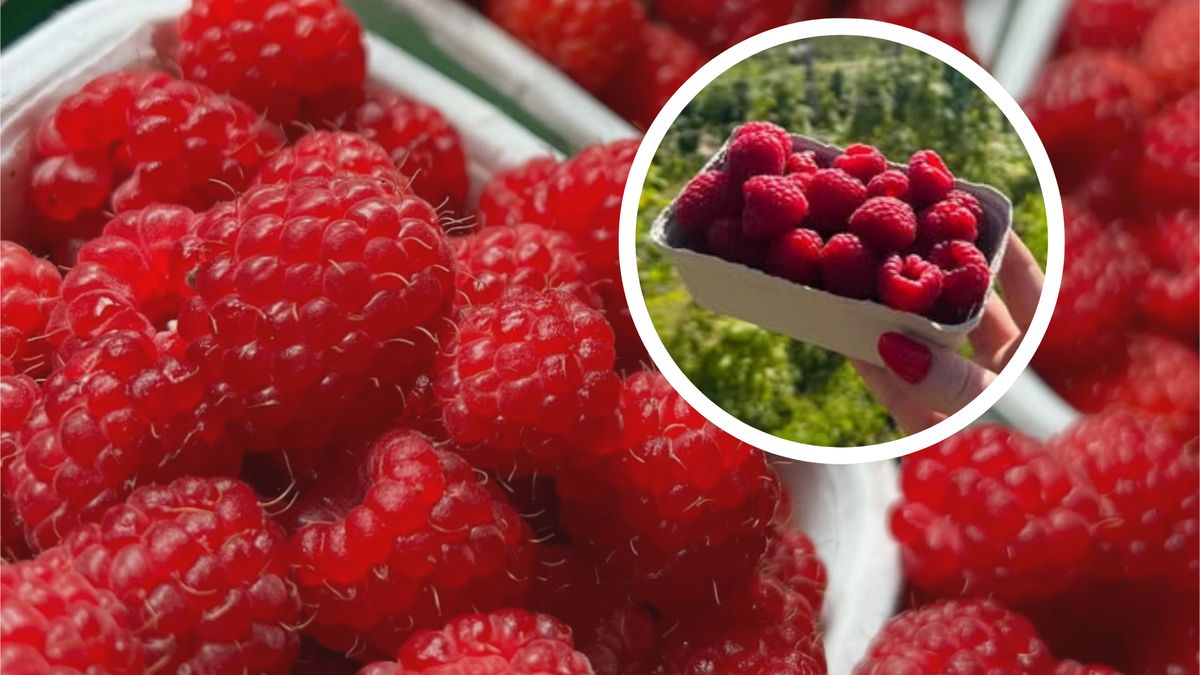 Malinogród rozdaje porcję malin dla potrzebujących 