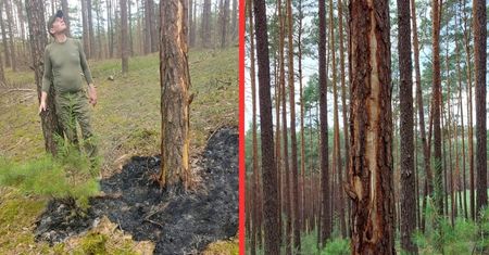 Leśniczy pokazał tajemniczy ślad wokół drzewa. Wiecie, co za tym stoi?