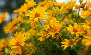 Te rośliny nie potrzebują wody, a ozdobią całe rabaty. 7 sprawdzonych gatunków