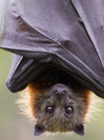 Warszawiak wietrzył buty na balkonie. Znalazł w nich 20 żywych nietoperzy