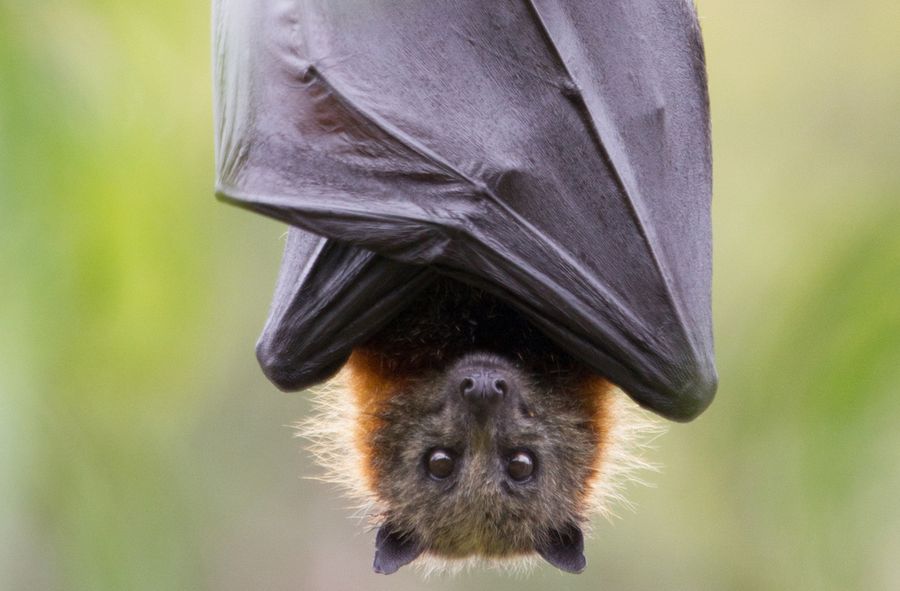 Warszawiak wietrzył buty na balkonie. Znalazł w nich 20 żywych n