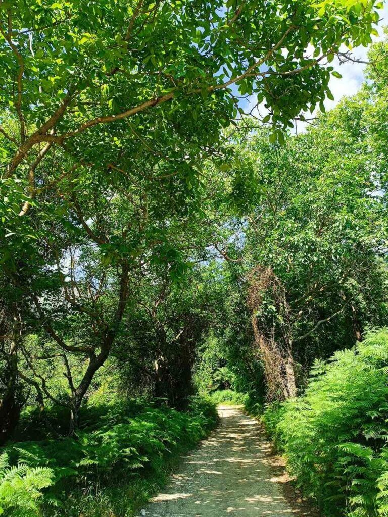Thassos Ipsarion