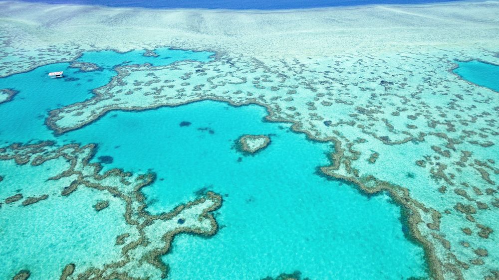 Wielka Rafa Koralowa
