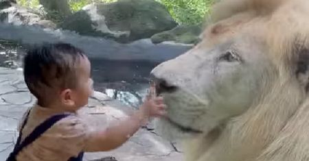 Reakcja lwa hitem. Nagranie z zoo ma już 1 mln odtworzeń