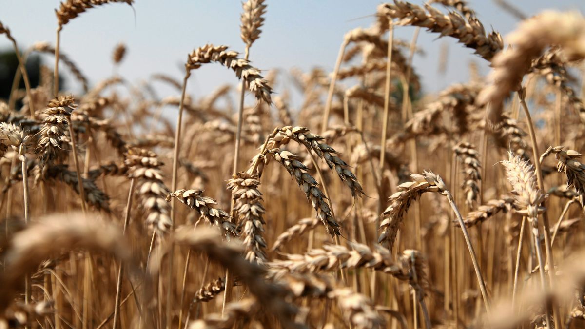 Unijne porozumienie w sprawie zakazu importu z Ukrainy wkrótce wejdzie w życie 