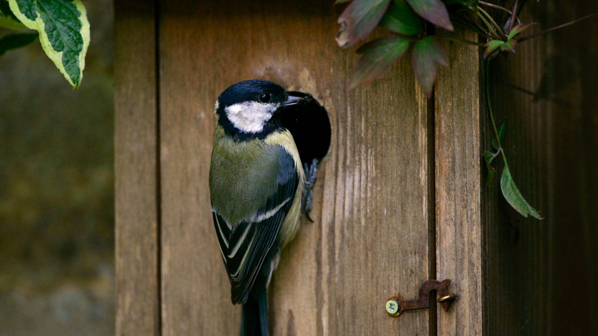 To ostatni moment. Podpowiadamy, na co zwracać uwagę przy budowie budki dla ptaków 1
