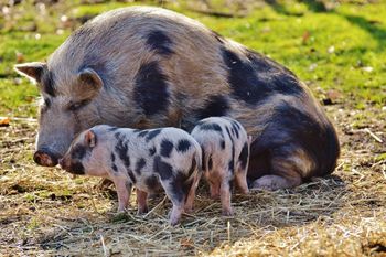 Skup świń: Kolejne podwyżki, ale Polska cena wciąż niższa niż u sąsiadów