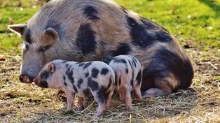 Skup świń: Kolejne podwyżki, ale Polska cena wciąż niższa niż u sąsiadów