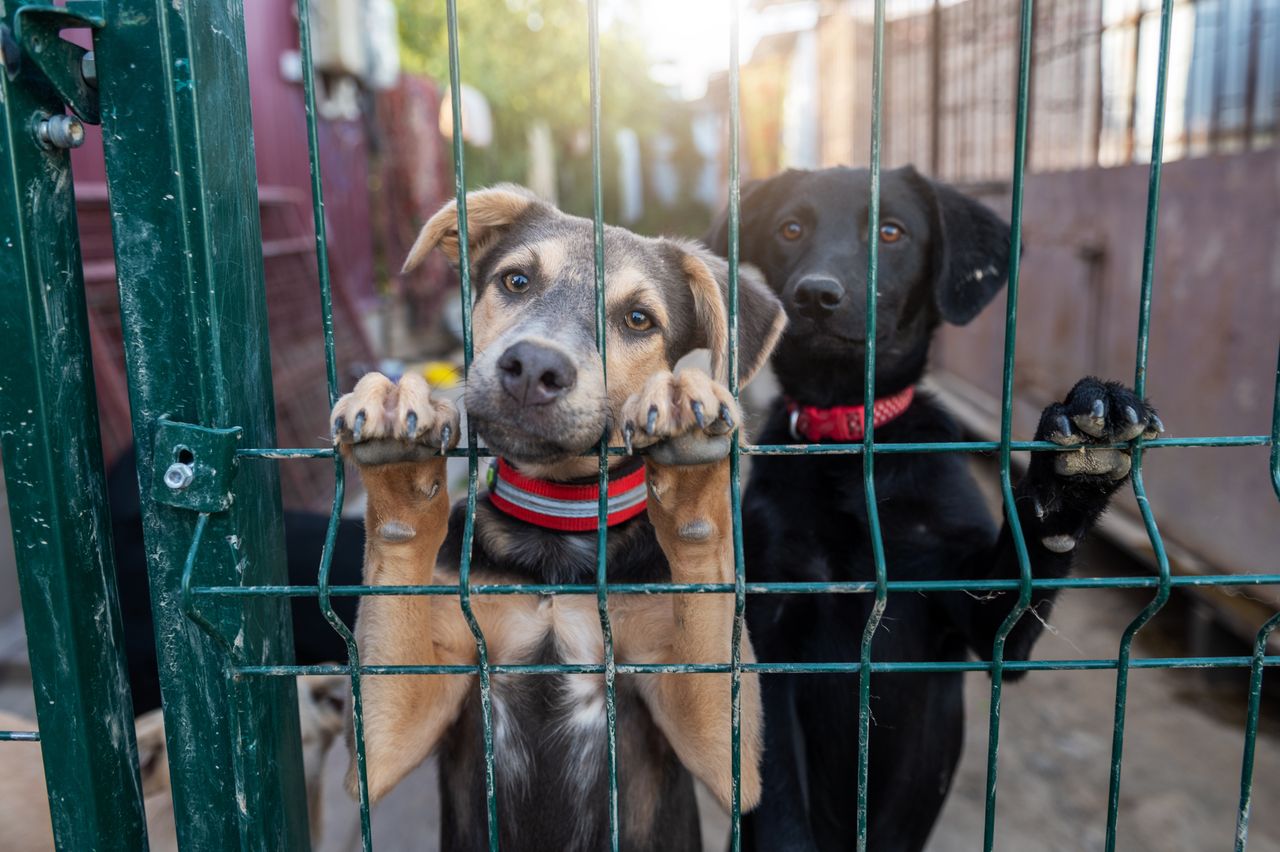 Poznań: Duże psiaki o jeszcze większych sercach, czekają na adopcję w  schronisku