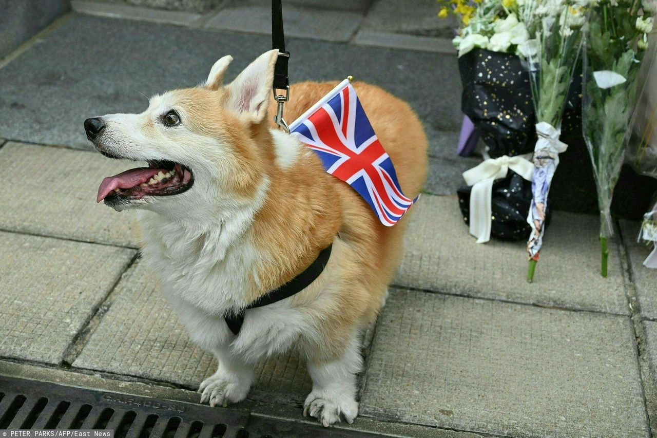 Elżbieta II kochała corgi. Czym charakteryzują się ulubione psy królowej?