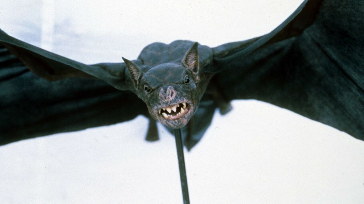 Badacze nietoperzy zbadają pochodzenie COVID-19