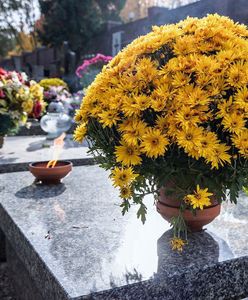 Znak ostrzegawczy. Takich chryzantem nie kupuj na grób