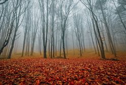 Mazowsze. Do pracy zawsze z aparatem. Leśniczy z Celestynowa wyróżniony w konkursie fotograficznym