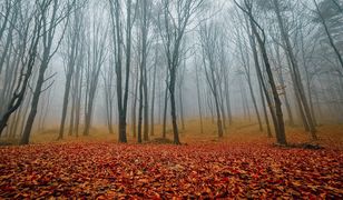 Mazowsze. Do pracy zawsze z aparatem. Leśniczy z Celestynowa wyróżniony w konkursie fotograficznym