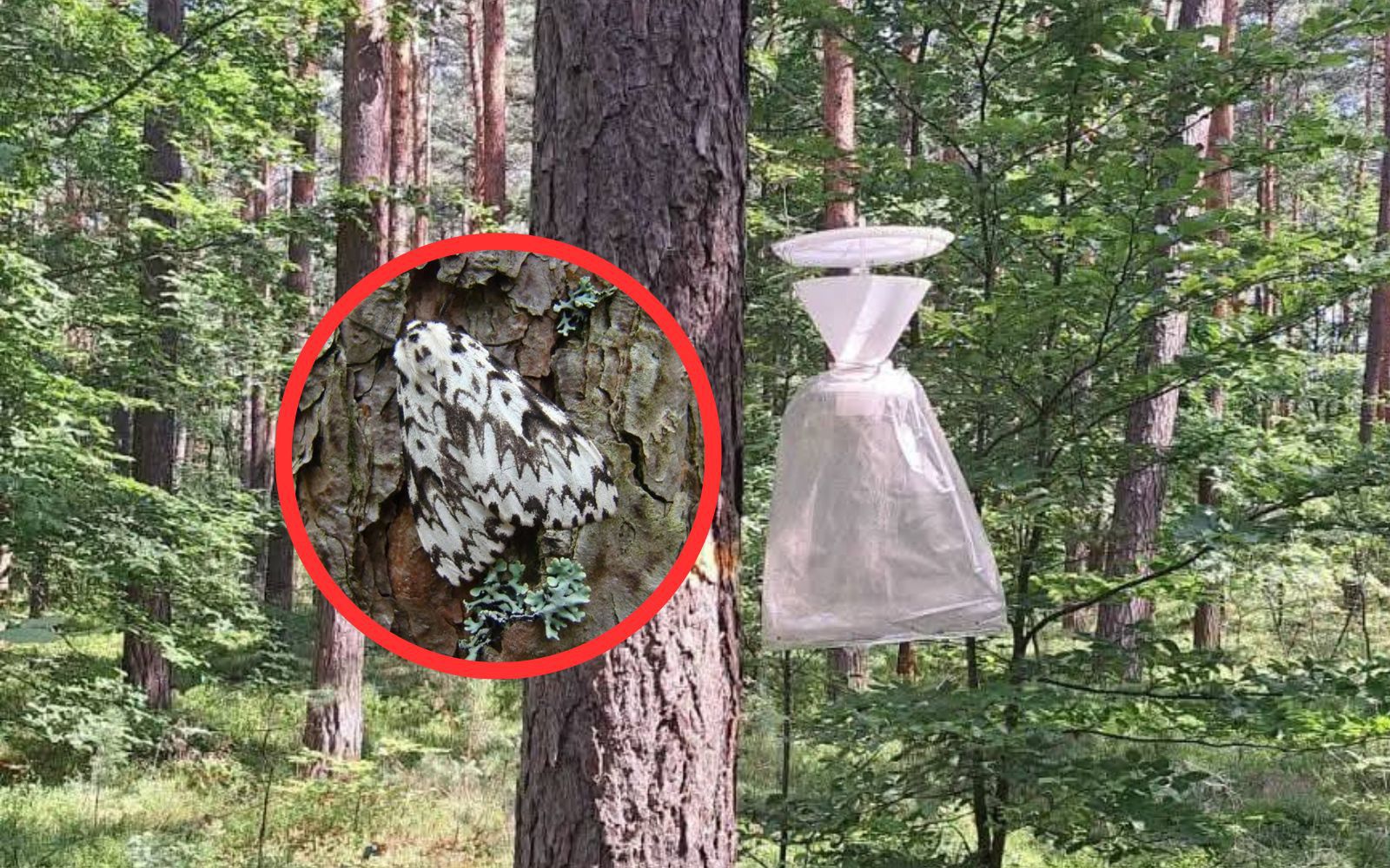 Brudnica mniszka pojawiła się w lesie. Leśnicy ostrzegają