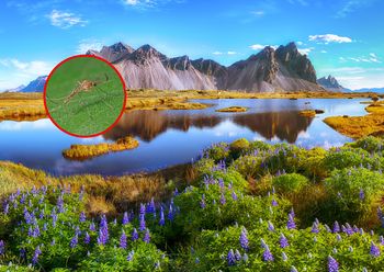 Niezwykłe odkrycie na Islandii. Poruszenie w świecie nauki