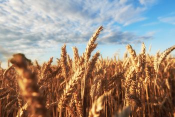 Świętokrzyskie: Deszcze opóźniają żniwa, ceny są za to stabilne