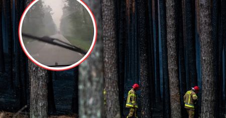 Pożar na Roztoczu. Leśnicy pokazali nagranie "prosto z pożarzyska"