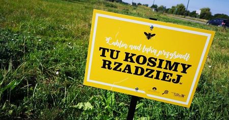 Lublin znów zakwitnie latem. Blisko hektar nowych łąk kwietnych