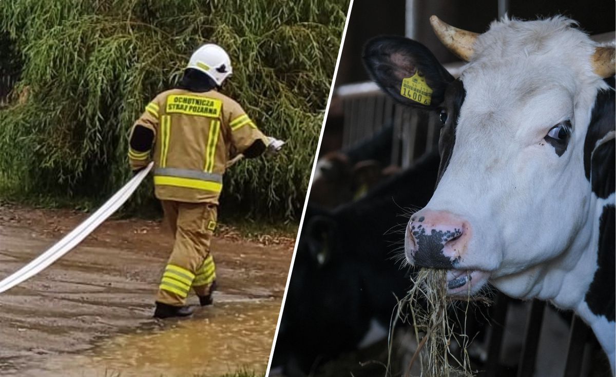 pogoda, pogoda weekend, straz pożarna, piorun, krowy, interwencje strażaków, burza, skutki nawałnic Nawałnice nad Polską. Od uderzenia pioruna padły krowy