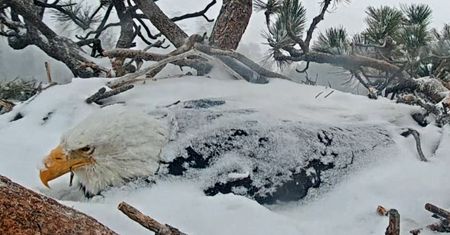 Bielik amerykański w gnieździe. Niezwykłe nagranie z Kalifornii