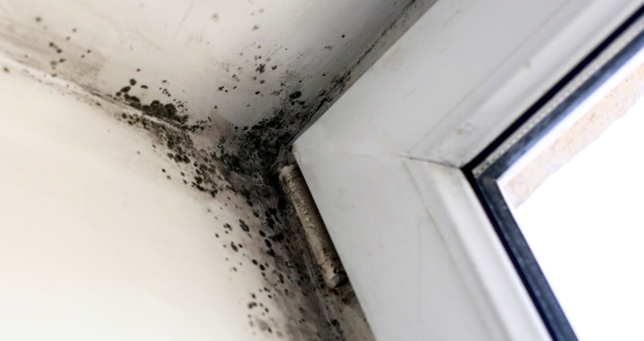 Czy ozonowanie jest pomocne w usuwaniu pleśni i grzyba?