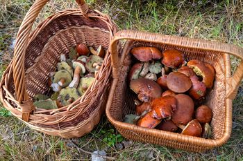 W weekend Polacy ruszyli do lasów. Gdzie był największy wysyp grzybów?