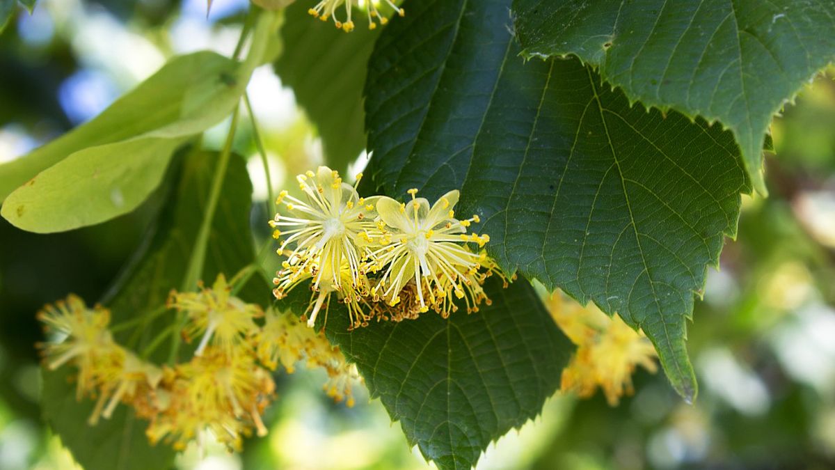 Lipa – właściwości lecznicze i zastosowanie