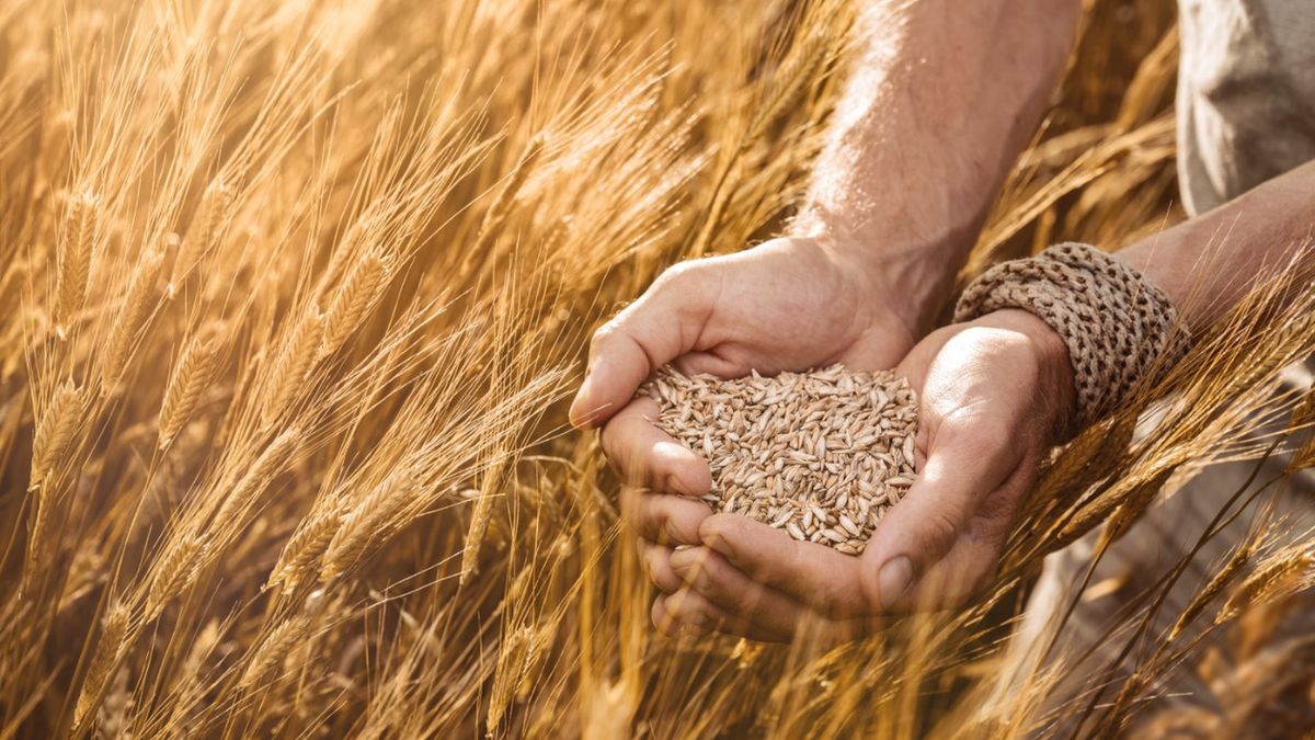 Amylopektyna to związek chemiczny pochodzenia organicznego, a także wielocukier, charakteryzujący się mocno rozgałęzioną budową. Występuje w pszenicy