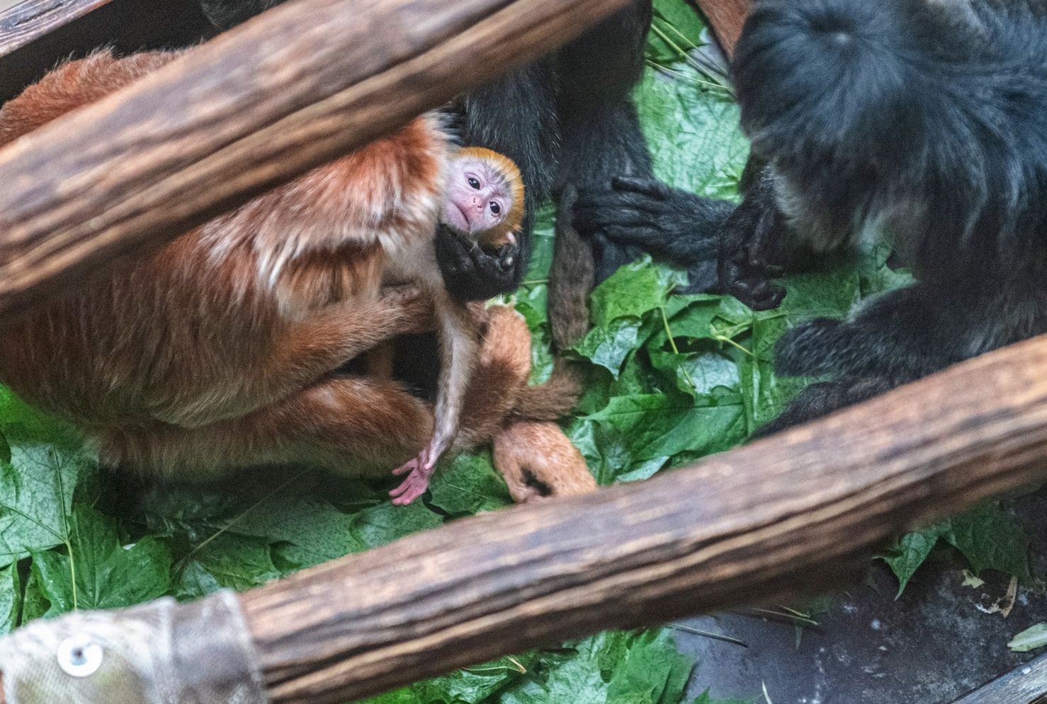 W łódzkim zoo urodziła się małpka z gatunku zagrożonego wyginięciem 