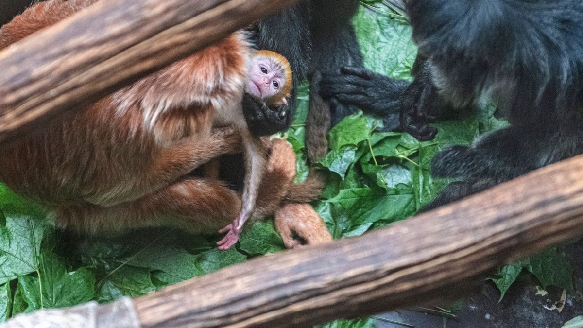 W łódzkim zoo urodziła się małpka z gatunku zagrożonego wyginięciem 