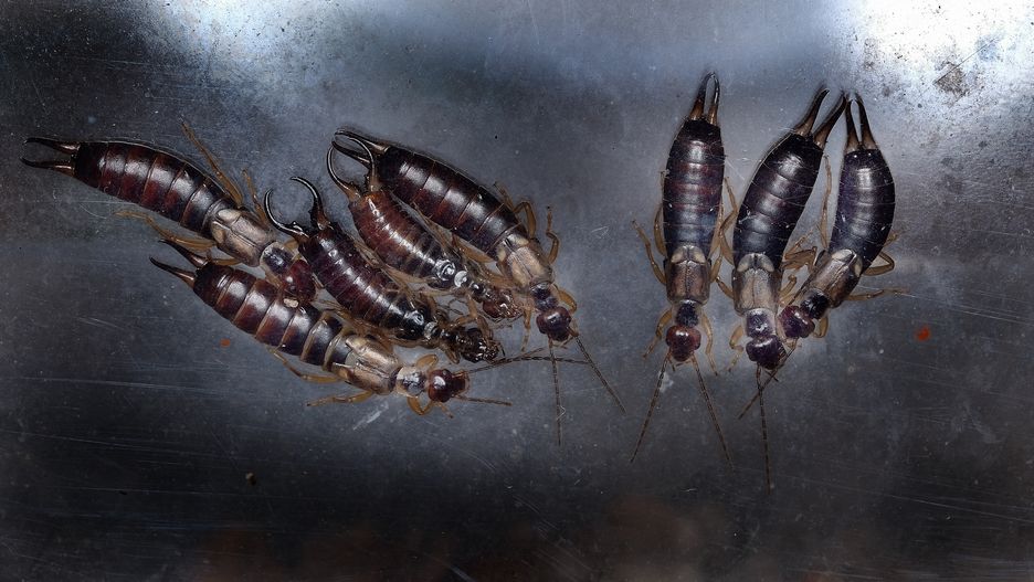 group, numbe, rearwig, insect, small, space, glass, sheet, safe, safety, safer, environment, nature, natural, eat, eats, feed, feeds, feeding, eaing, live, life, leg, six, 6, antennae, head, warm, damp, dark, centipede, macro, animal, bug, caterpillar, white, isolated, brown, worm, larva, millipede, close-up, closeup, wildlife, predator, food, beetle, garden